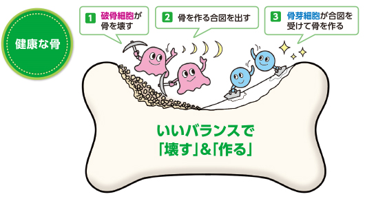 骨粗しょう症で骨が減るのはなぜ？
